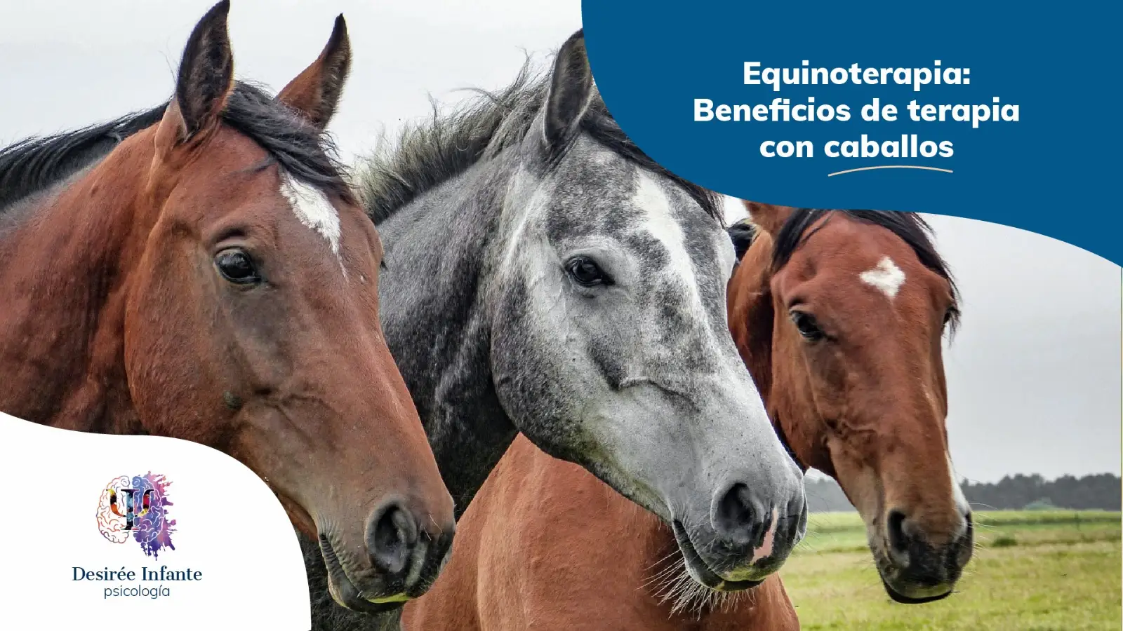 equinoterapia: terapias con caballos